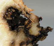 Termites in yam