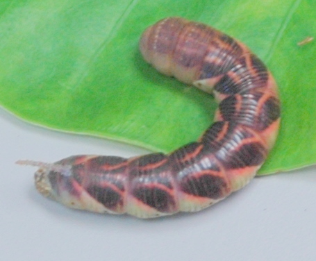 File:Hornworm on Xanthosoma.JPG
