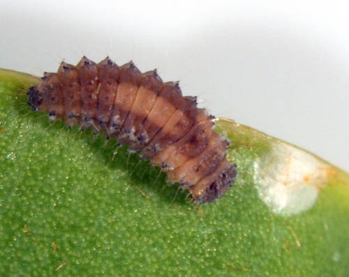 File:Rhyzobius lophanthae larva.jpg