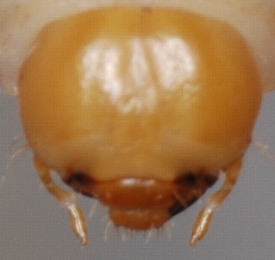 File:Unknown scarab larva.jpg