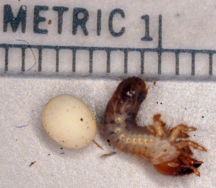 File:CRB egg and neonate.jpg