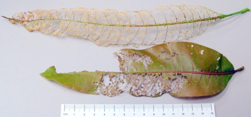 File:Damage to mango leaves by Phytorus lineolatus.jpg