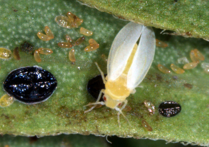 File:Adult with eggs and immatures.JPG