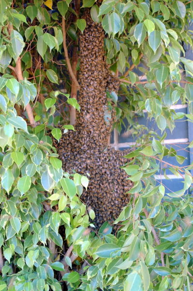 File:Bee swarm 1.jpg