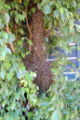 Bee swarm 1.jpg