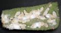 Papaya mealybug on hot pepper leaf AM20070209.003 closeup.JPG