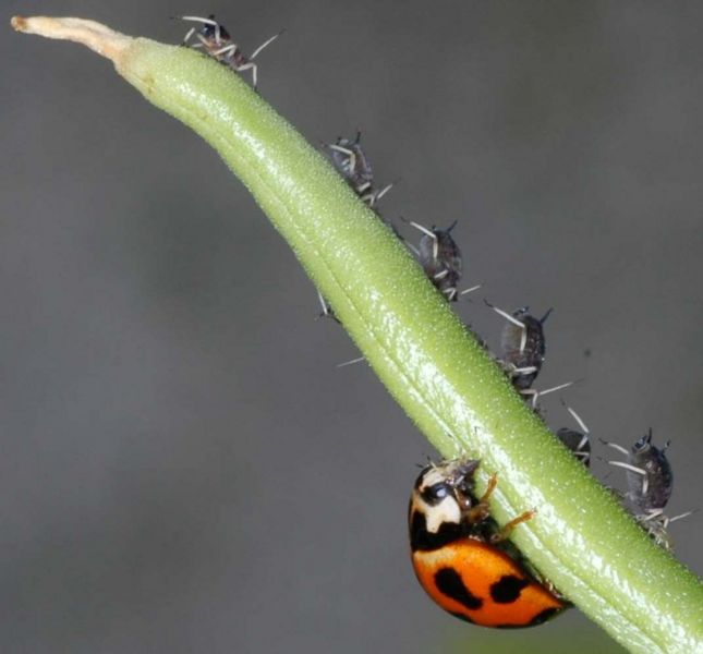 File:Lady beetle eating bean aphids.jpg