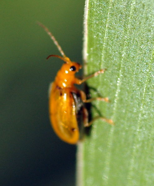 File:Orange pumpkin beetle.jpg