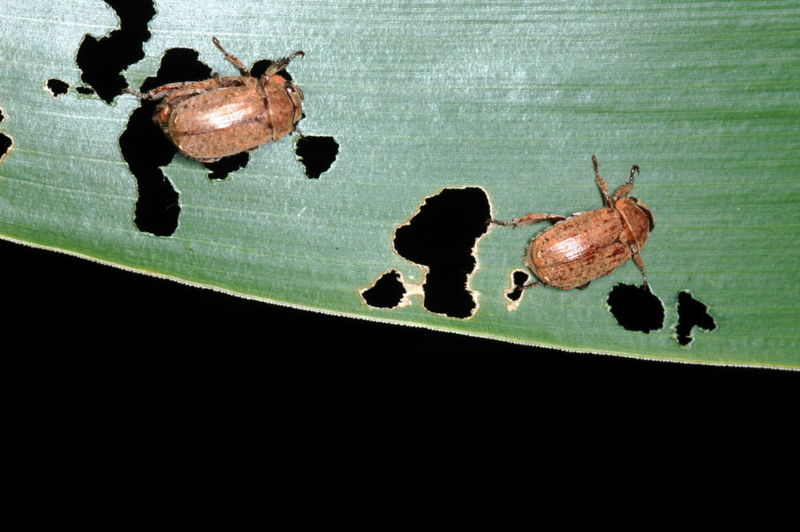 File:Chinese rose beetle 2.jpg