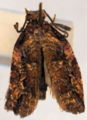 Cordia moth.jpg