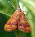 Basil moth 1.jpg