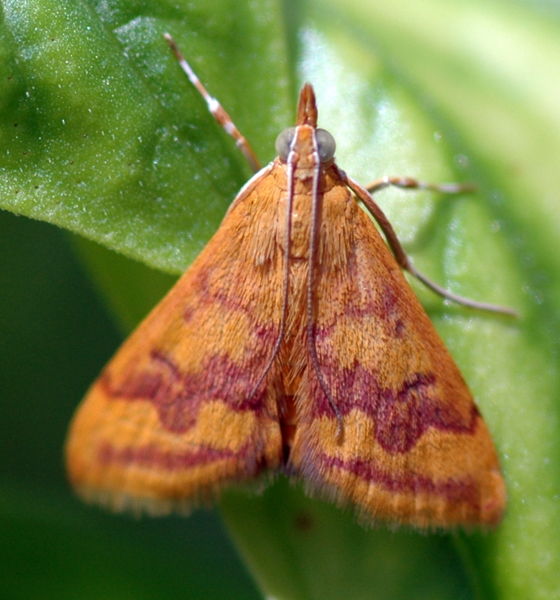 File:Basil moth 1.jpg