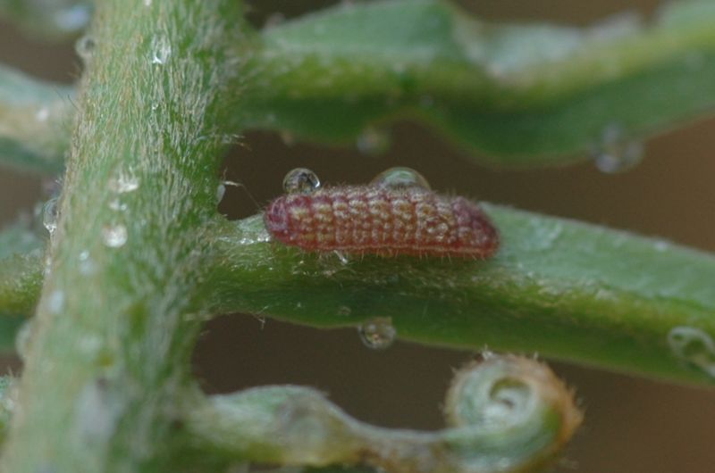 File:Chilades pandava early instar larva.jpg
