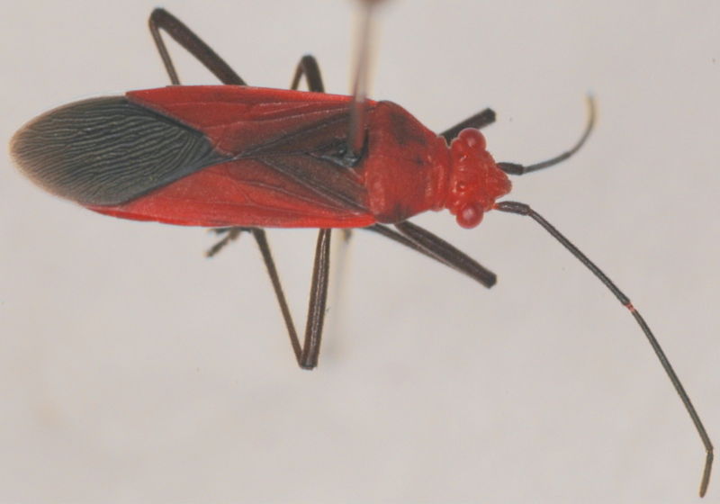 File:Leptocoris vicinus dorsal.jpg