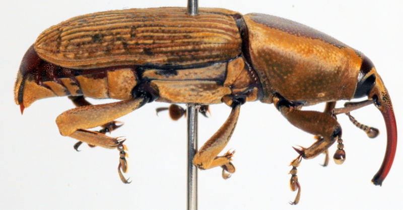 File:New guinea sugarcane weevil lateral.jpg