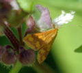Basil moth 2.jpg