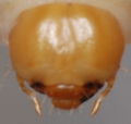 Unknown scarab larva.jpg