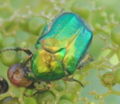 Midway emerald beetle.JPG