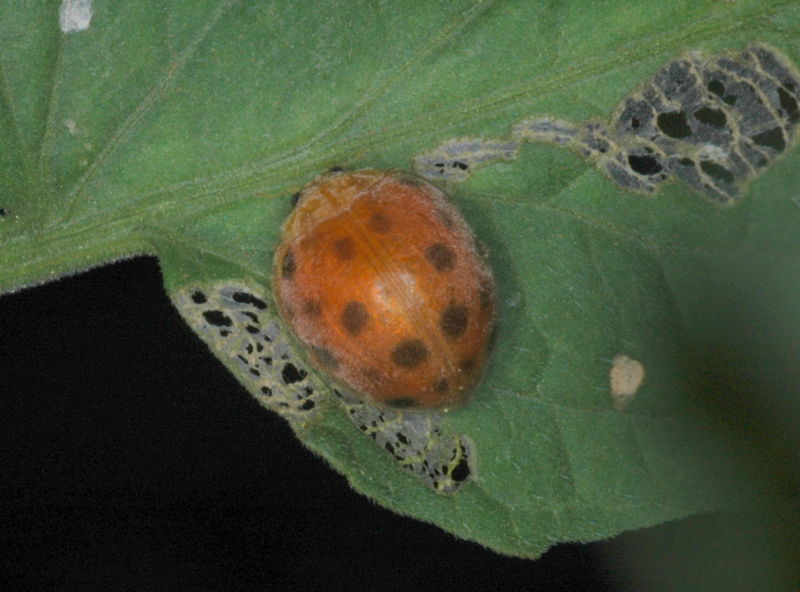 File:Philippine lady beetle on tomato.JPG