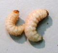 Mango seed weevil larvae.jpg